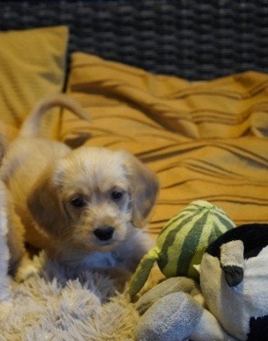 Leuke kruising beagle -tibetaanse terrier x labradoodle pup, Nederland, 8 tot 15 weken, CDV (hondenziekte), Eén hond