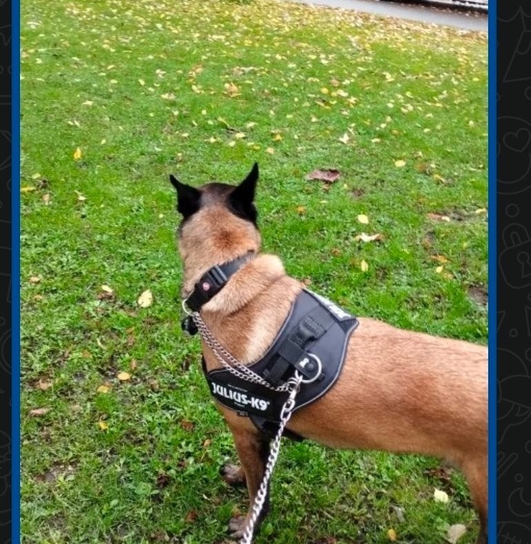 Gratis Hond uitlaat service stad Groningen., Overige merken, Ophalen, Nieuw, Overige typen