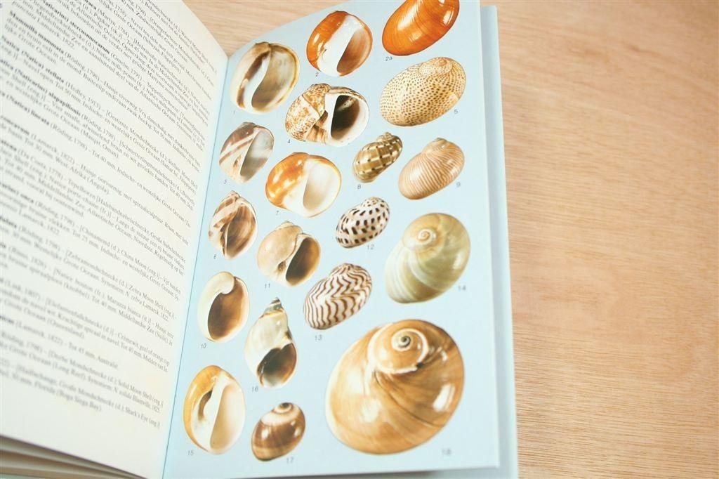 Tirion Schelpengids — Schelpen uit de Wereldzeeën, Ophalen of Verzenden, Zo goed als nieuw