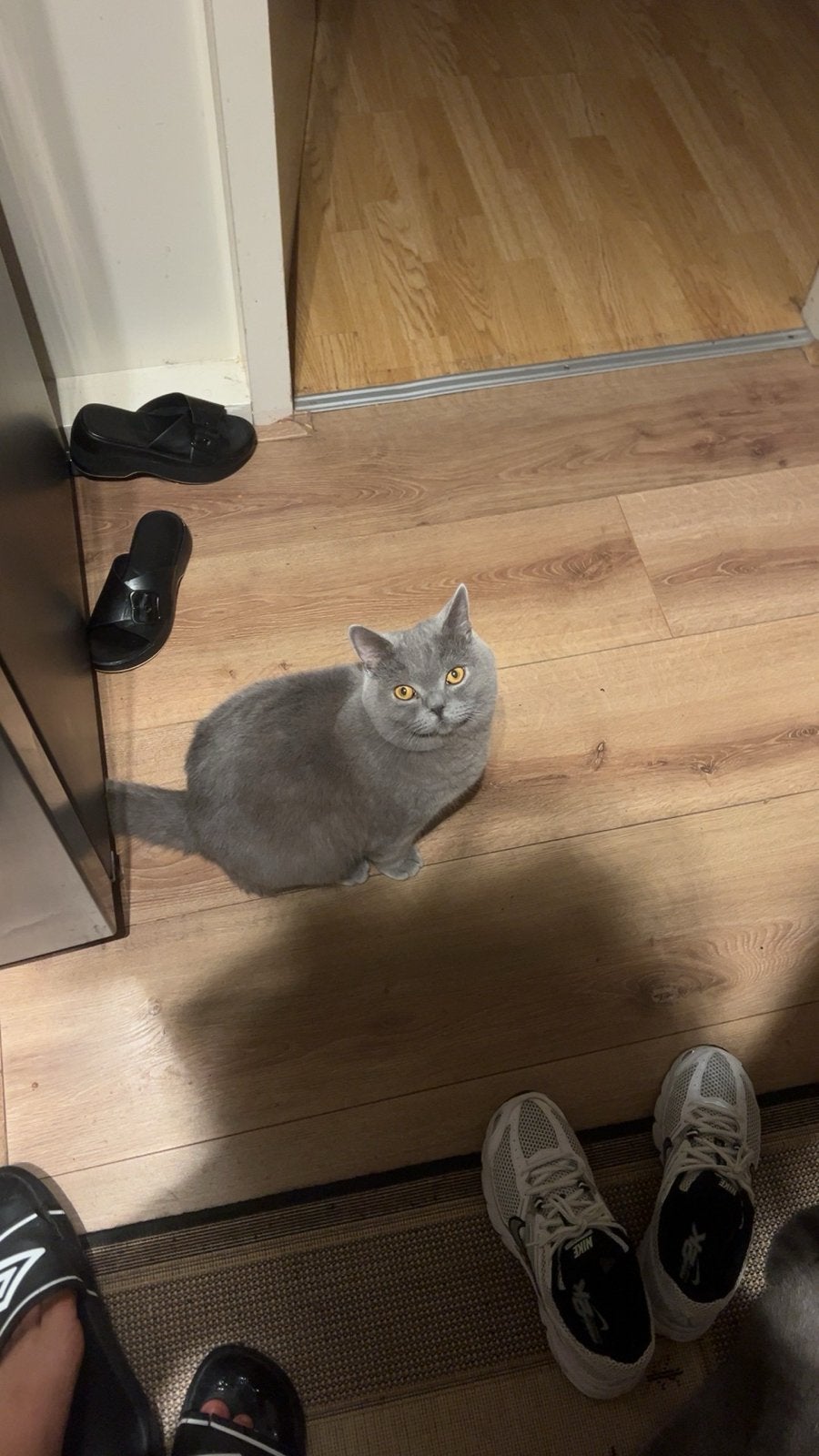 Kater British korte haar, Dieren en Toebehoren, Kater, Kortharig, 0 tot 2 jaar