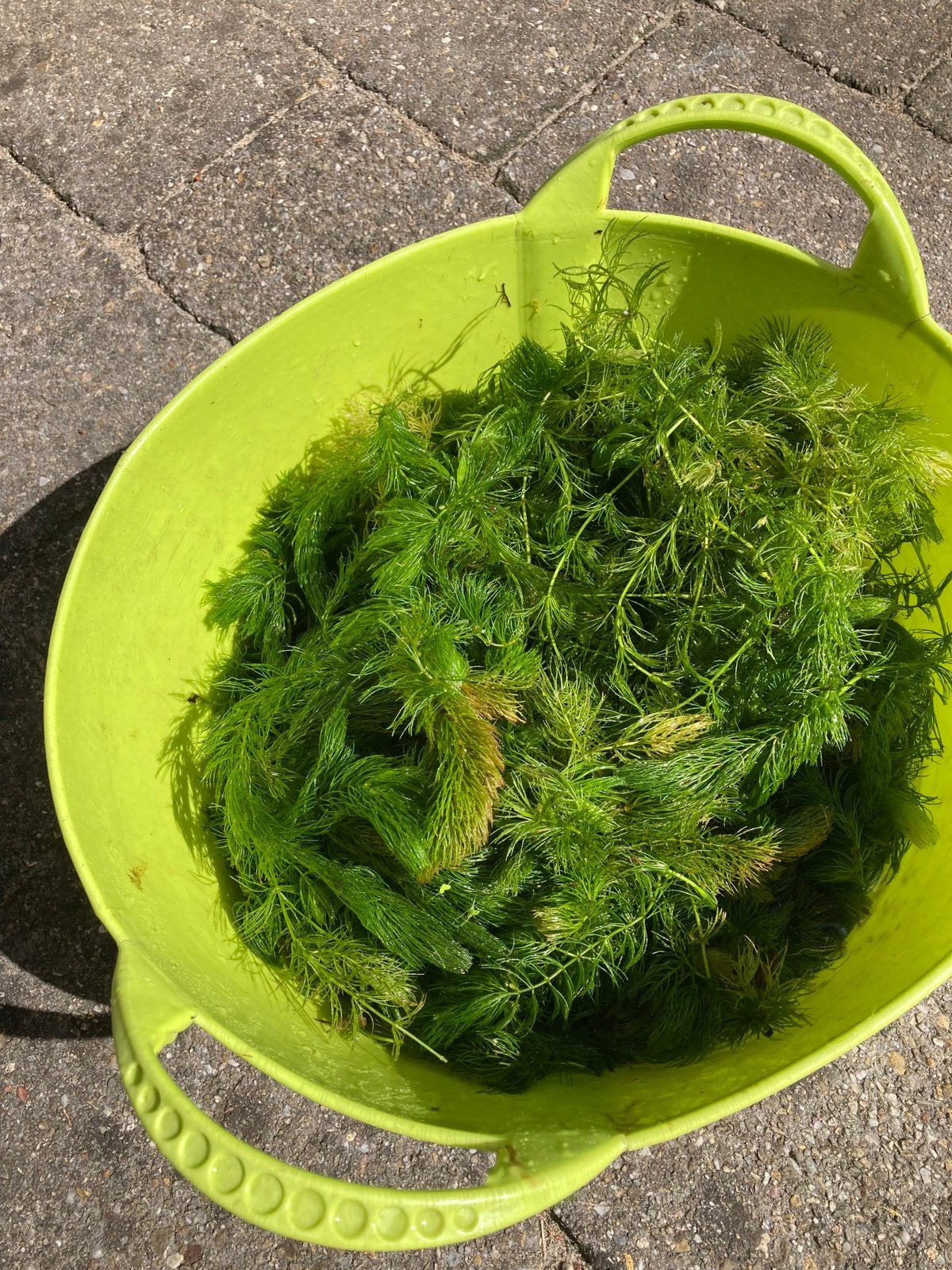 GEDOORND HOORNBLAD - PRIMA ZUURSTOFPLANT VOOR DE VIJVER., Ophalen, Zo goed als nieuw