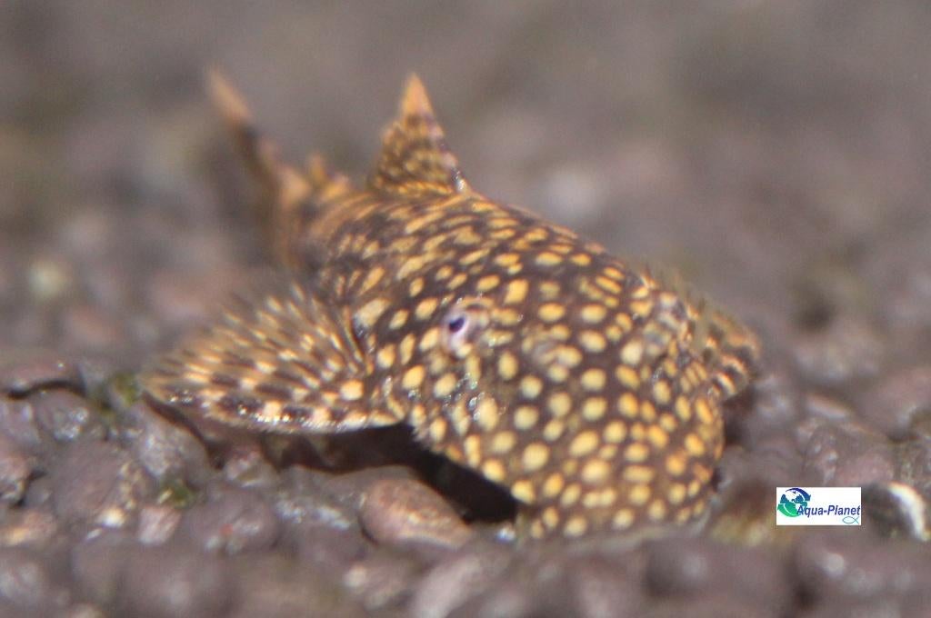 Ancistrus spec., Vis, Zoetwatervis