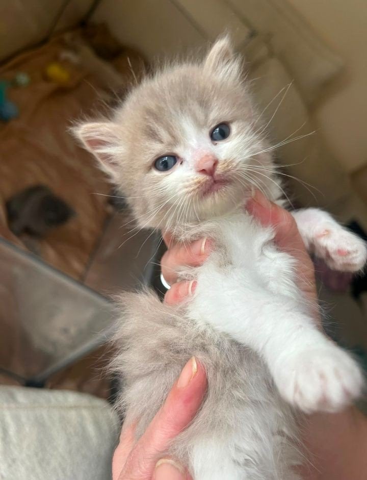 prachtige en zeer sociale Ragdoll kittens unieke kleurtjes, Dieren en Toebehoren, Meerdere dieren, Ontwormd, 0 tot 2 jaar