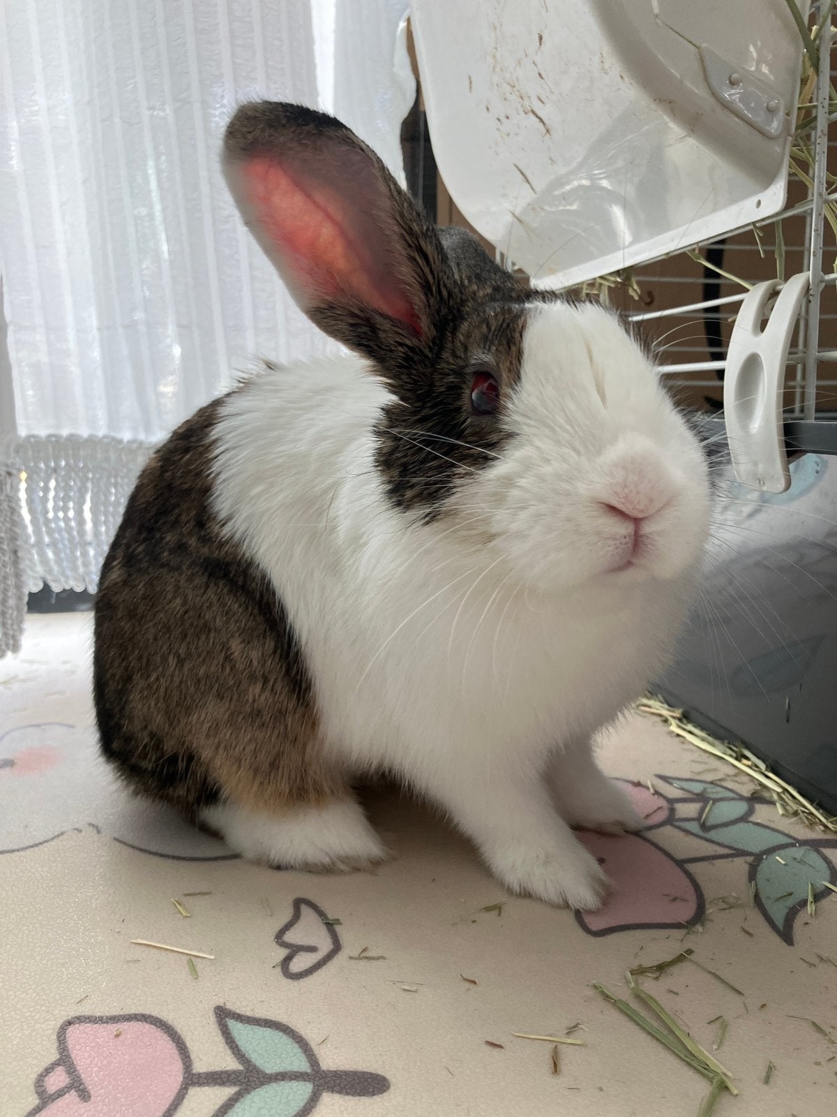 Super lief konijn te koop, Dieren en Toebehoren, Mannelijk, Middelgroot, 0 tot 2 jaar