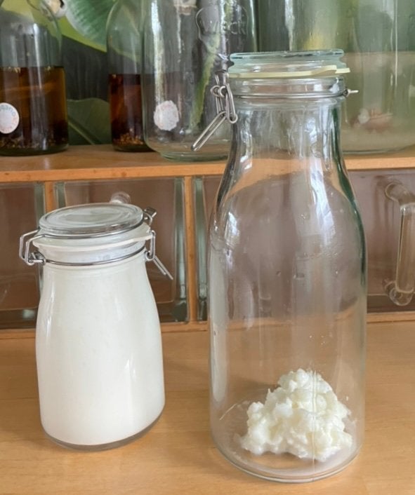 Melkkefir korrels yoghurt plantje, Diversen, Levensmiddelen, Ophalen of Verzenden