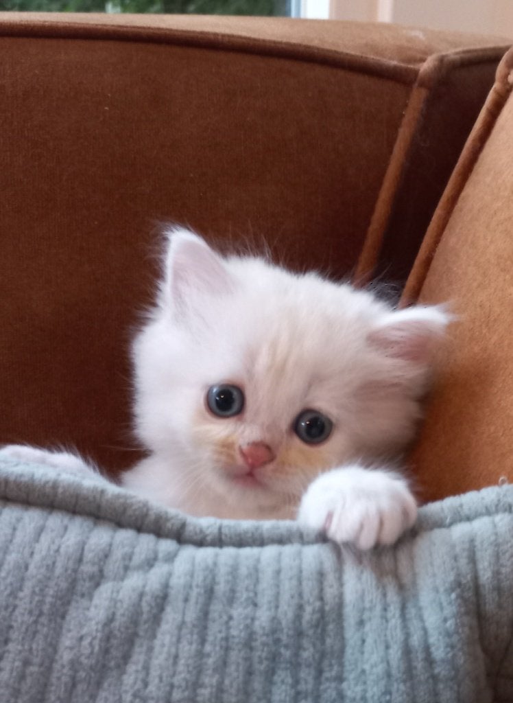 Prachtige Perzische kittens, Meerdere dieren, Gechipt, 0 tot 2 jaar