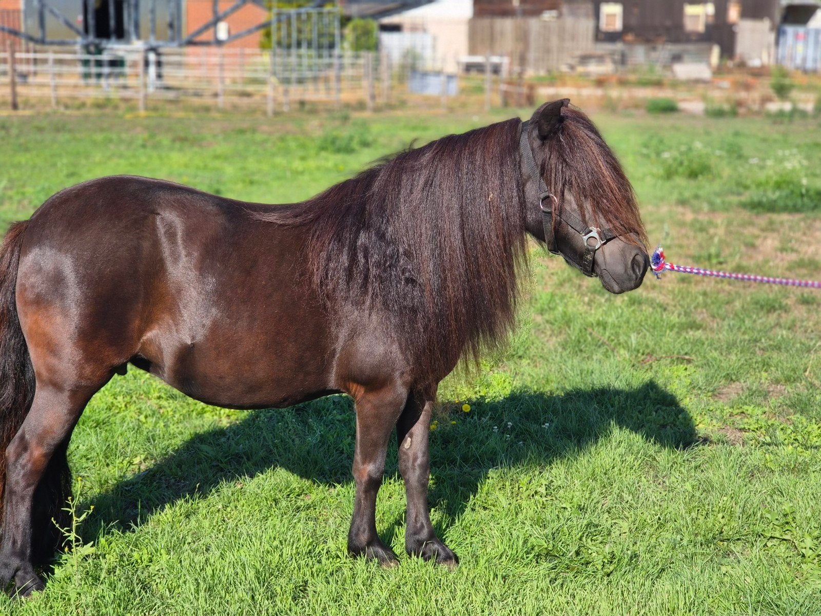 3 shetlanders te koop, Dieren en Toebehoren, Merrie