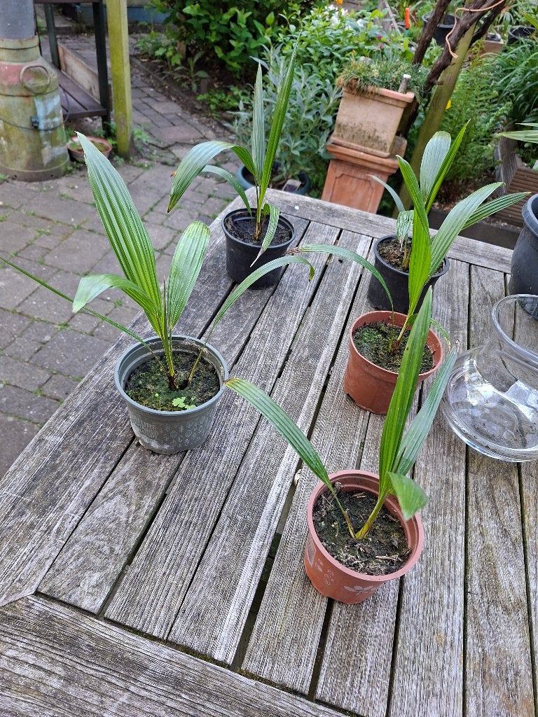 5 stekjes palmboom, Chinese Windmill Palm, Minder dan 100 cm, Zomer, Palmboom, Ophalen