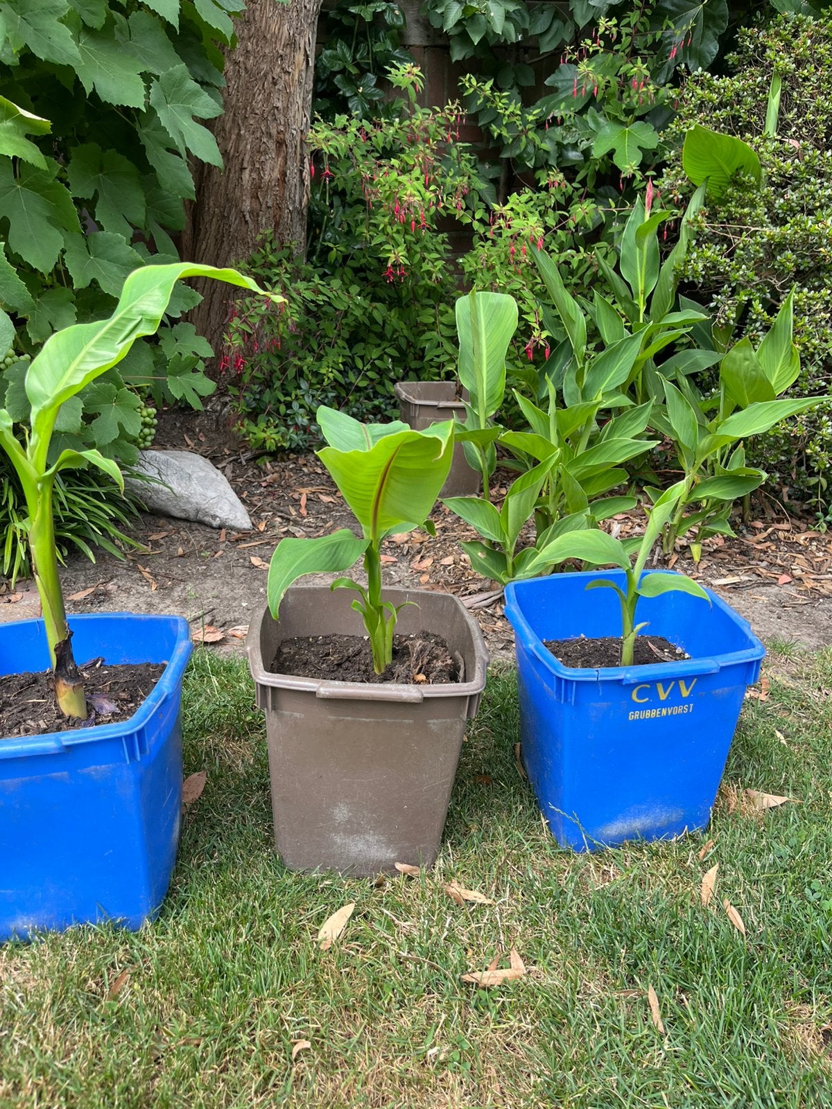 Musa basjoo bananen planten, Ophalen, Overige soorten, Volle zon