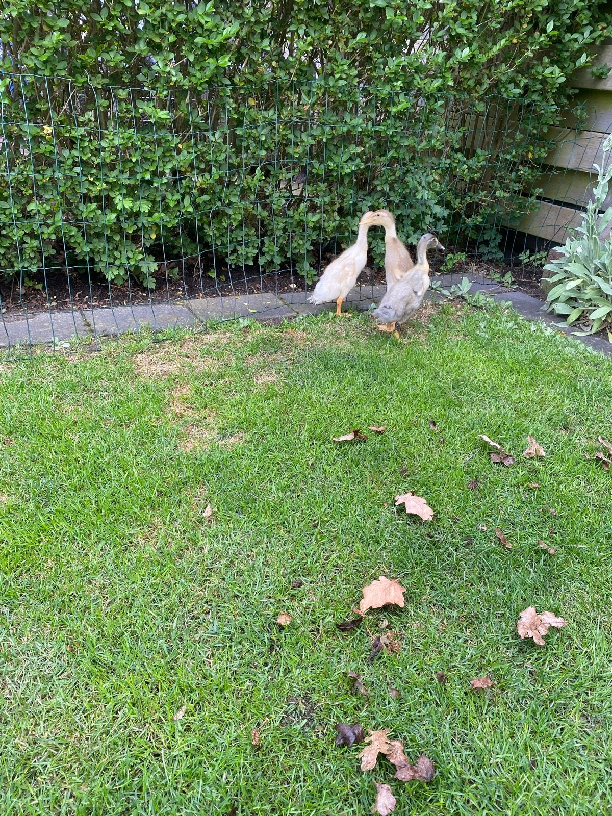 Loopeendjes, Meerdere dieren