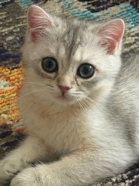 Prachtige Britse Korthaar, Kater, Ontwormd