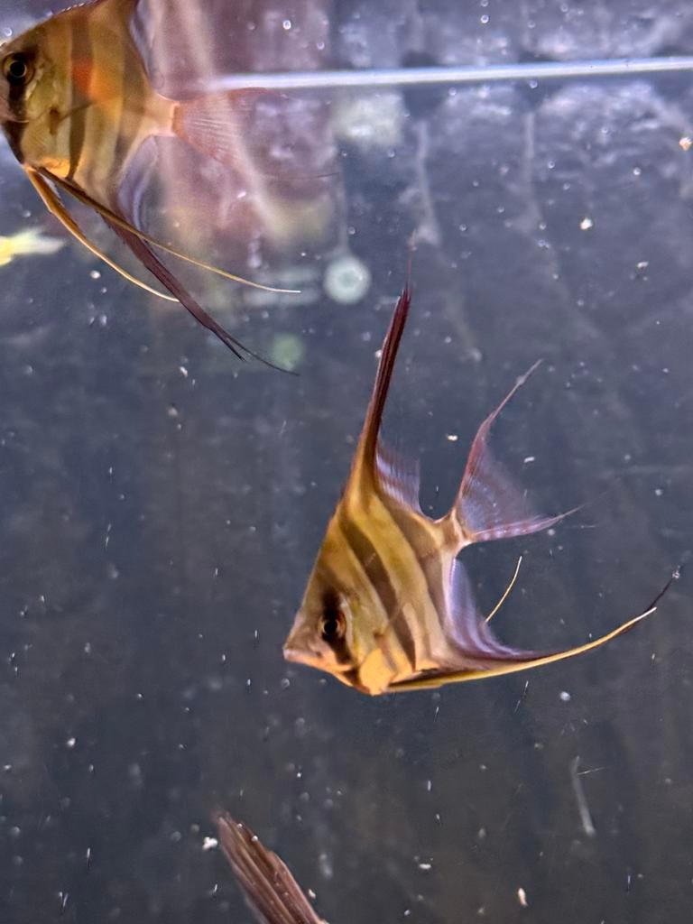 5x altum Orinoco, Dieren en Toebehoren, Vissen | Aquariumvissen, Vis