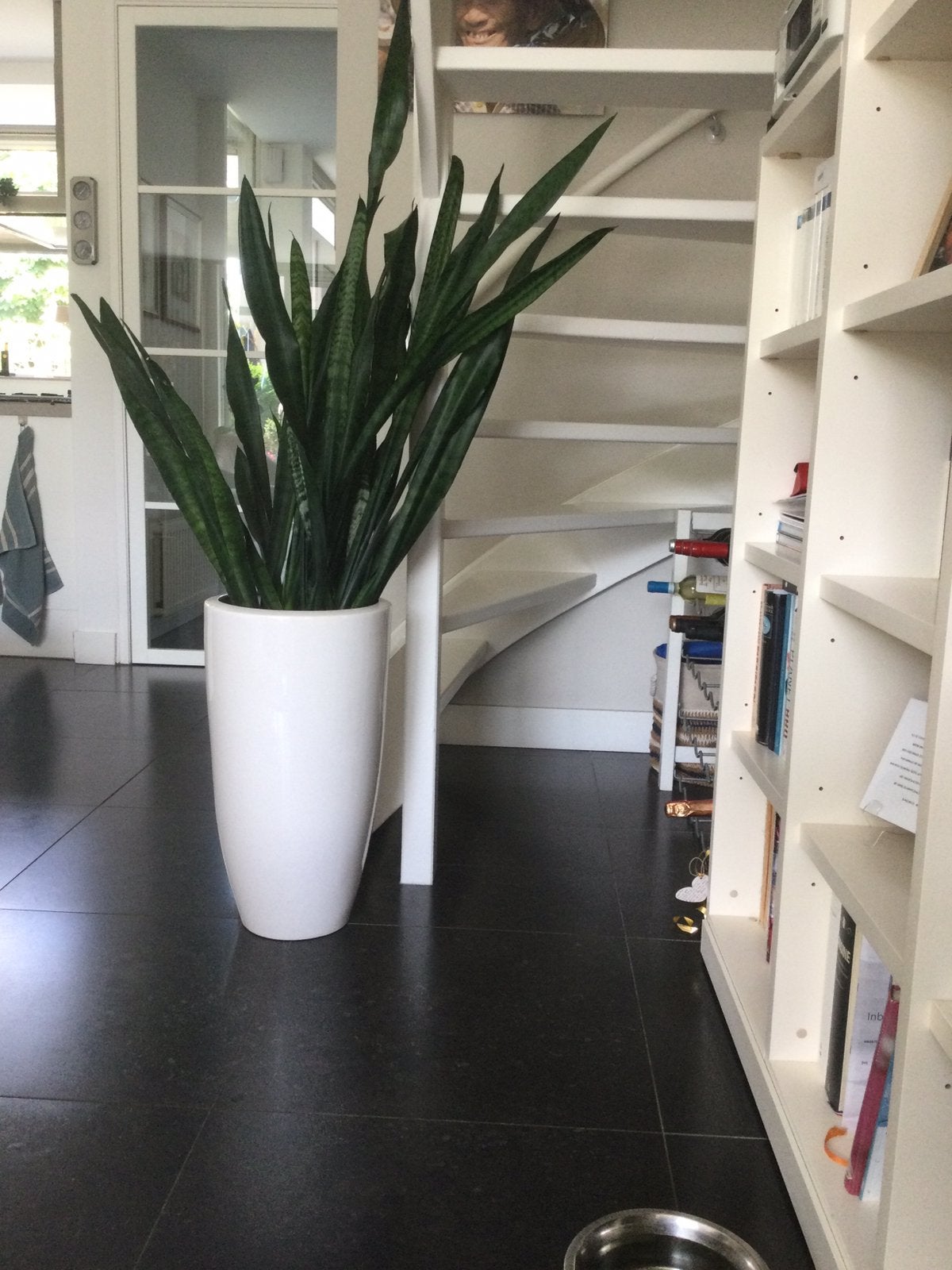 Geglazuurde aardewerk pot met sanseveria., Ophalen of Verzenden, Halfschaduw, Minder dan 100 cm