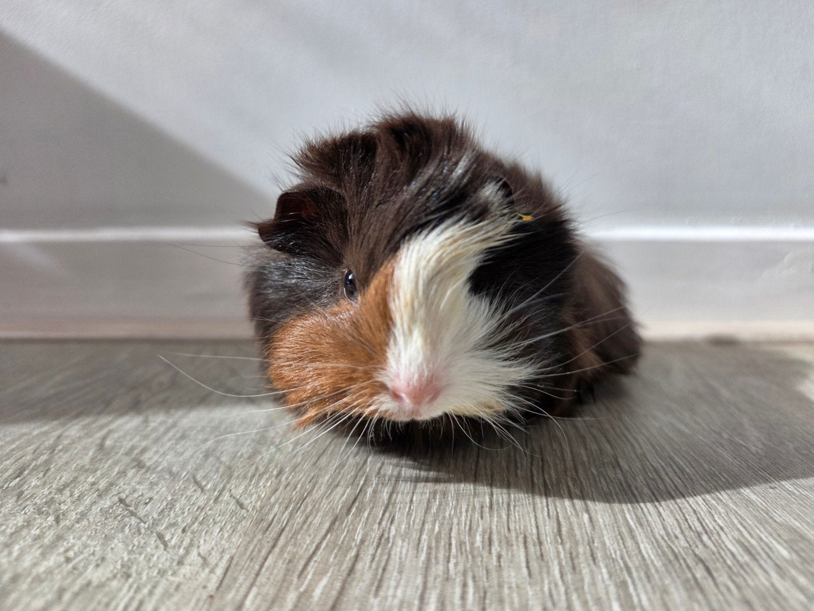 Peruvian cavia beertje, Juli, Mannelijk, Cavia