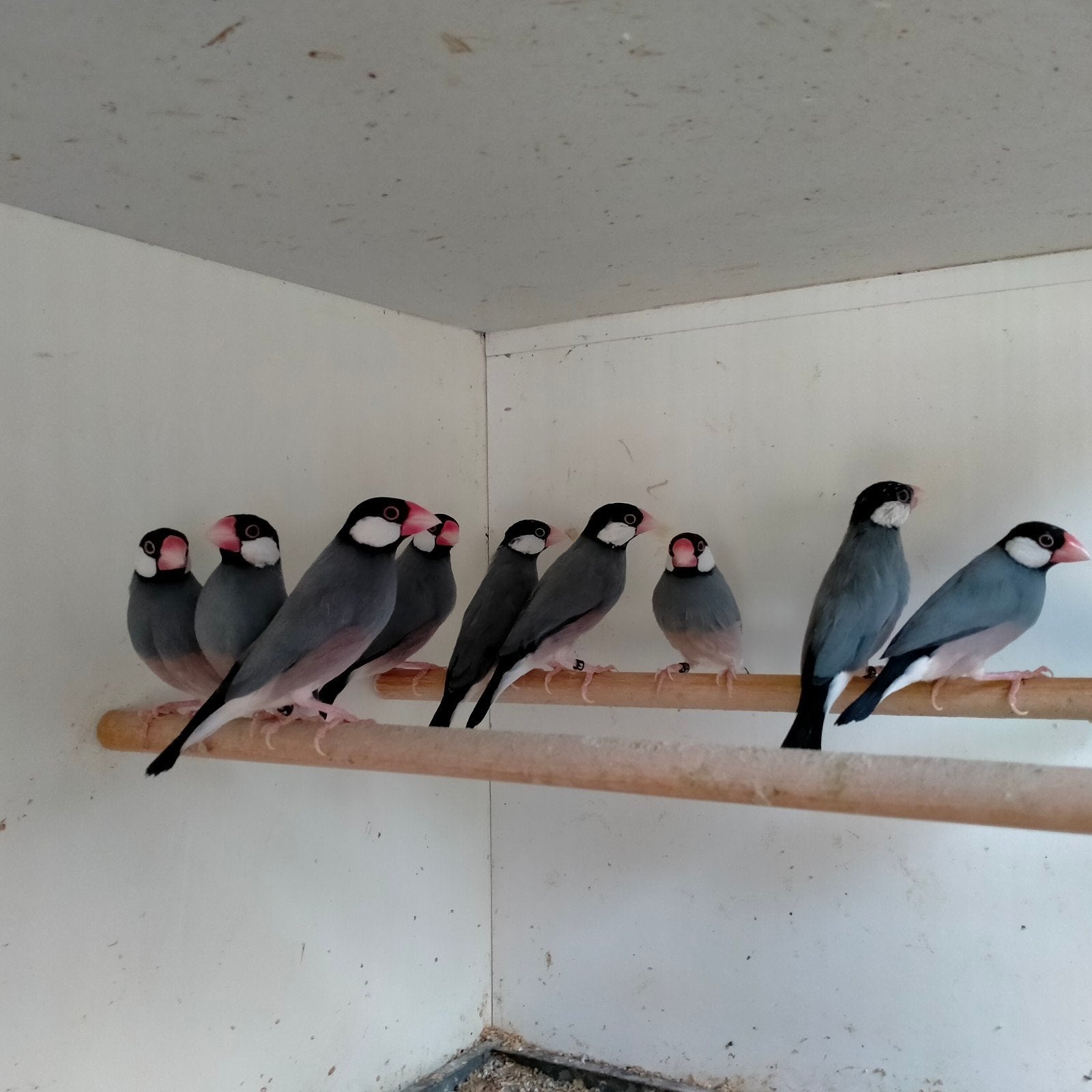 Rijstvogels, Dieren en Toebehoren, Meerdere dieren, Geringd
