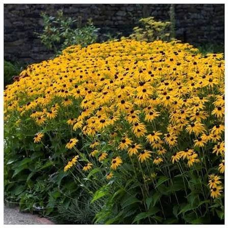 Mooie Rudbeckia 'Goldsturm' (Zonnehoed) in pot!, Ophalen, Overige soorten, Volle zon