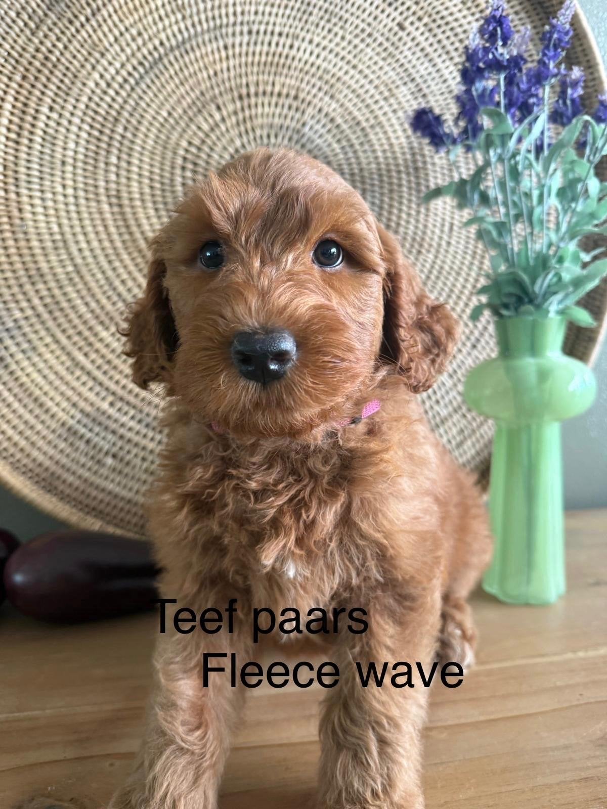 Australian labradoodle pups, Dieren en Toebehoren, Parvo, 8 tot 15 weken, Meerdere, Meerdere dieren