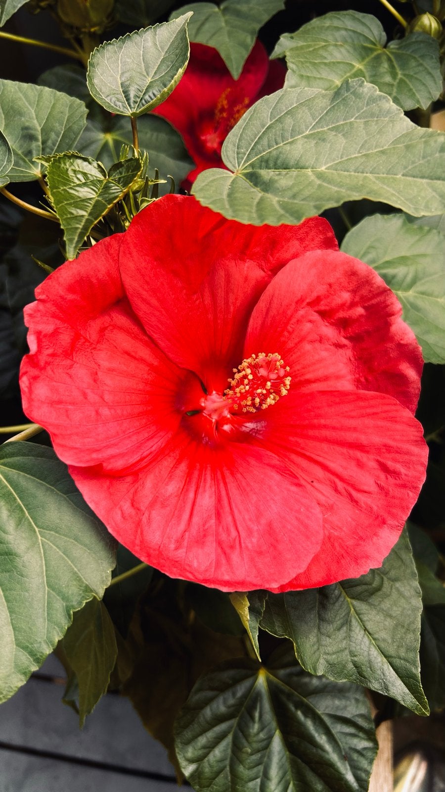Hibiscus XXL - Prachtige Rode Bloemen voor uw Tuin, Volle zon, Vaste plant, Zomer, Ophalen