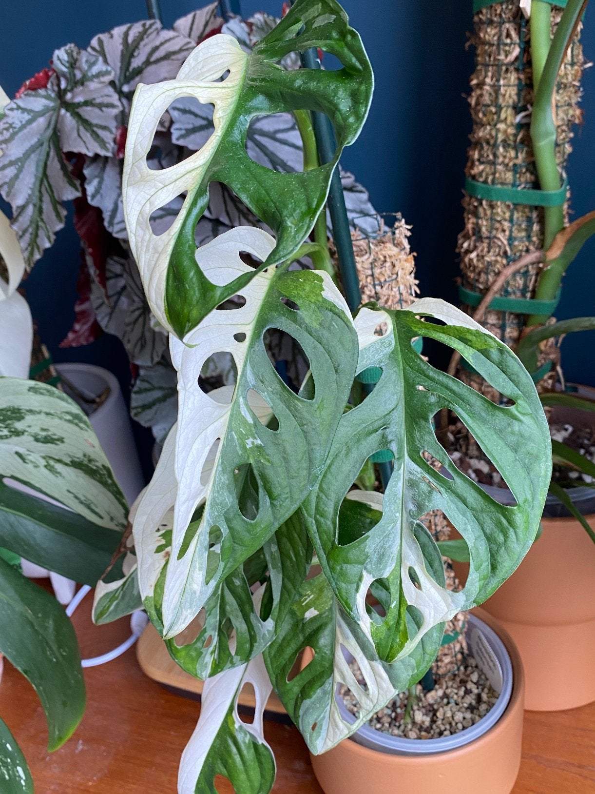 Monstera Adansoii stekken, half moon genen, Ophalen, Overige soorten