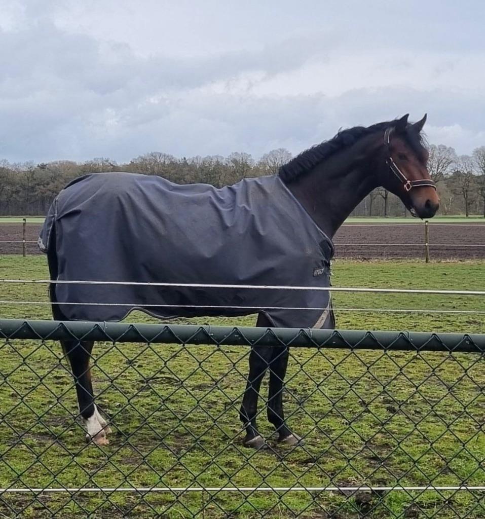 Knappe 2 jarige ruin, Met stamboom, Ruin, Dressuurpaard, 0 tot 2 jaar