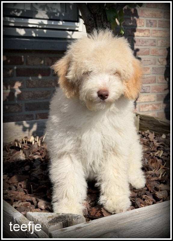Labradoodle medium pups. in prijs verlaagd ivm vakantie, Dieren en Toebehoren, Nederland, Parvo, Overige rassen, 8 tot 15 weken