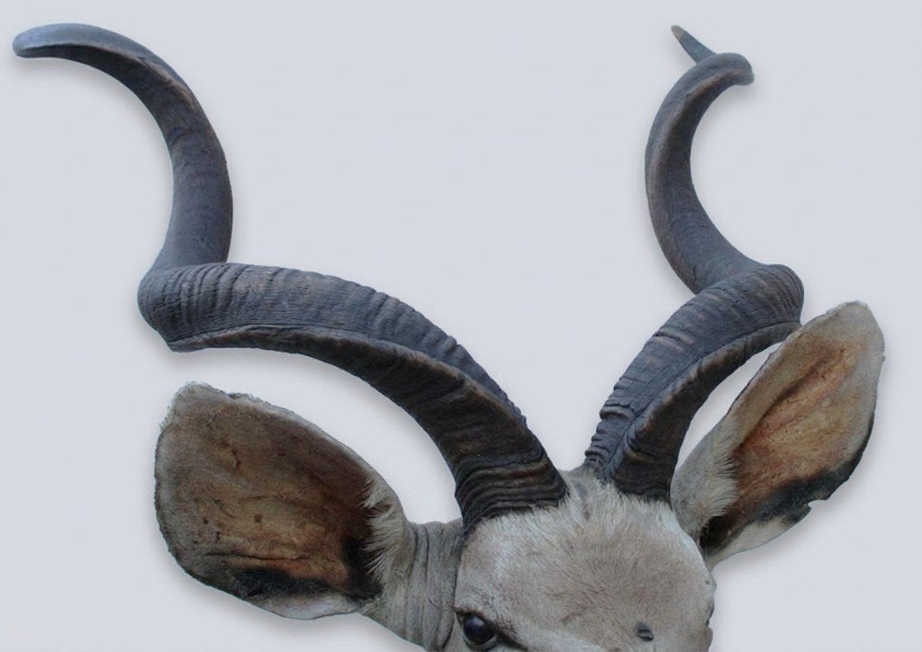 Grote opgezette kop Afrikaanse KUDU antilope, Verzamelen, Ophalen, Gebruikt, Wild dier, Opgezet dier