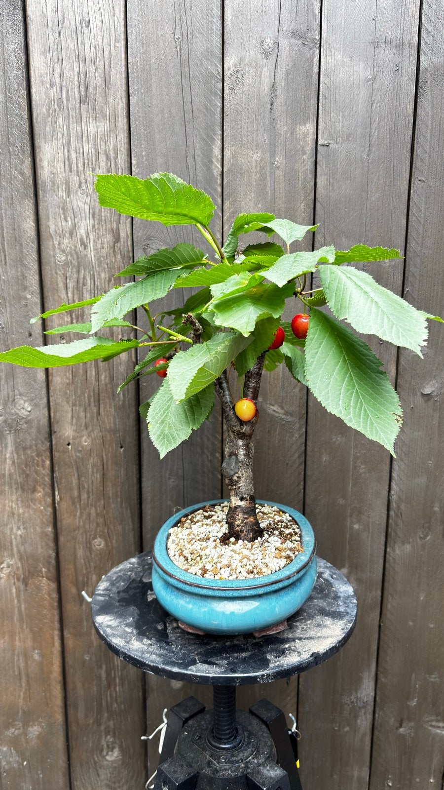 Kersenboom Bonsai - Unieke Fruitige Blikvanger, Tuin en Terras, Planten | Tuinplanten, Ophalen, Volle zon, Vaste plant, Fruitplanten