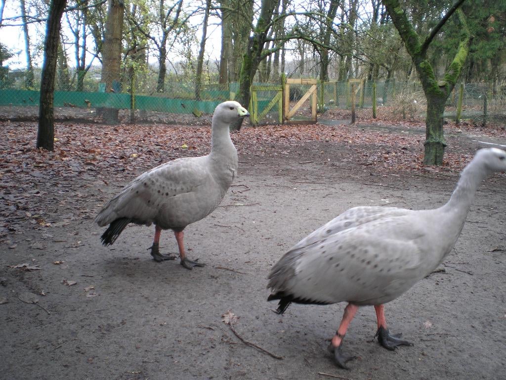 cereopsis gans, Dieren en Toebehoren, Pluimvee, Geslacht onbekend, Gans of Zwaan