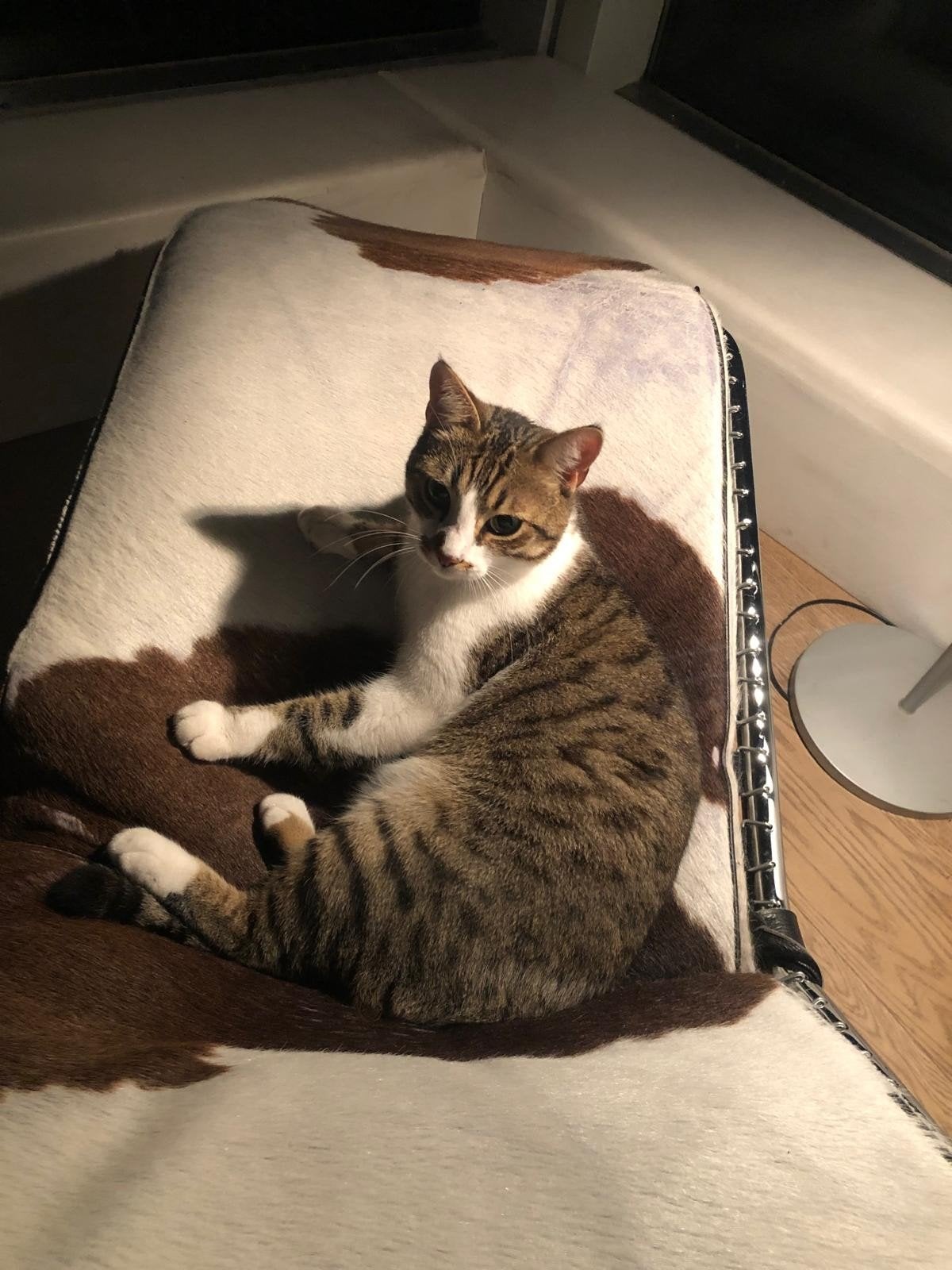 Poes zoekt nieuw thuis, Dieren en Toebehoren, Katten en Kittens | Overige Katten, Poes