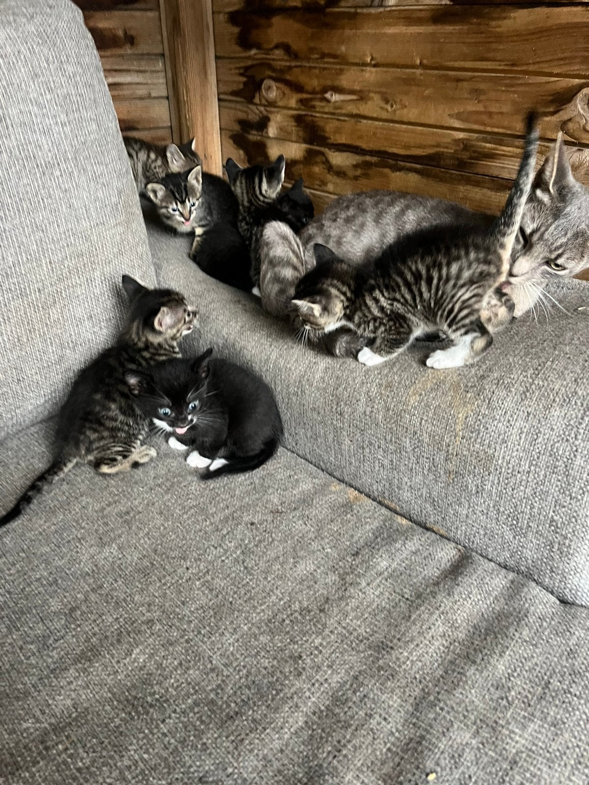 Lieve kittens zoeken nieuw huisje, Meerdere dieren, Kortharig, 0 tot 2 jaar