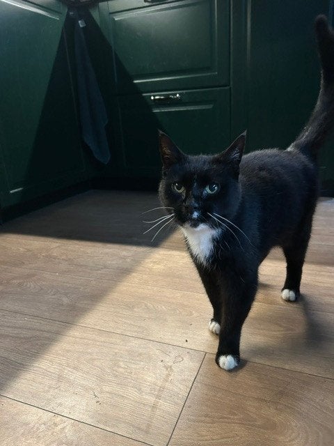 miesje zoekt een nieuw huis, Poes, Kortharig, 6 jaar of ouder