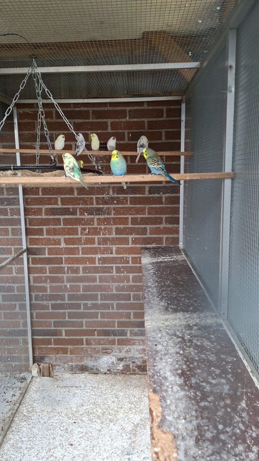 grasparkieten split backwing/ blackfase, Dieren en Toebehoren, Meerdere dieren, Parkiet, Geringd