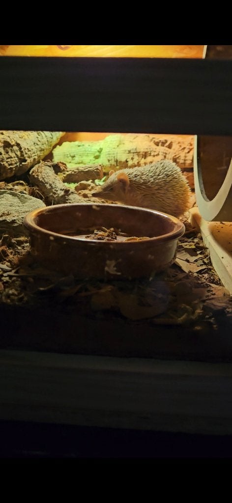 0.1. Egeltenrek, Dieren en Toebehoren, Overige soorten, Tam, 3 tot 6 jaar