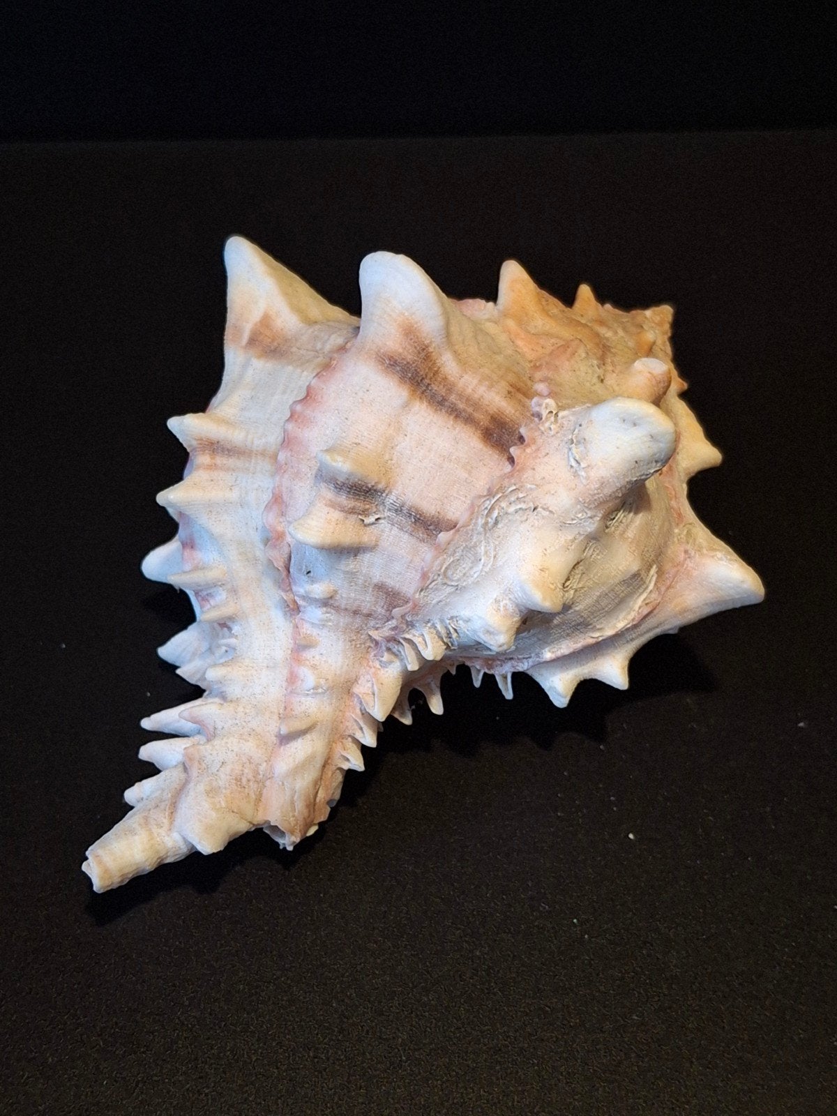 Grote decoratieve zeeschelp - Murex Ramosus, Ophalen of Verzenden, Gebruikt