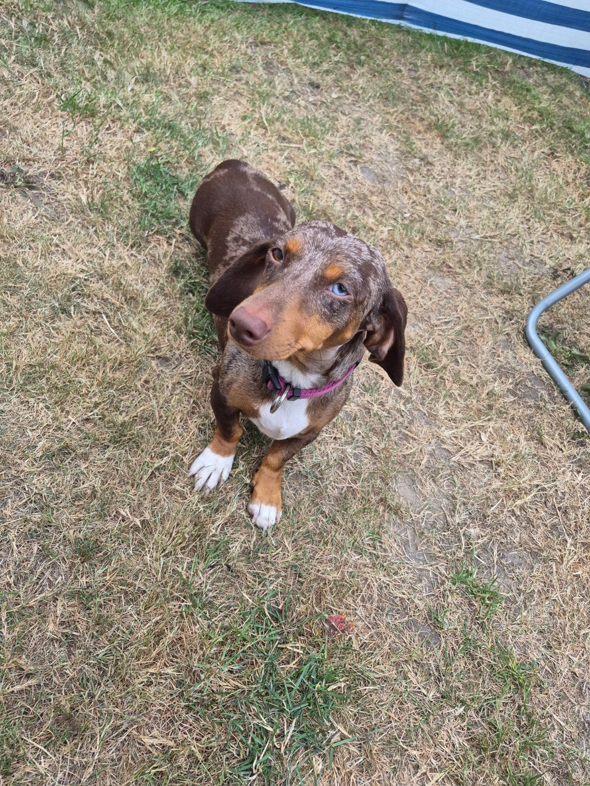 teckel pups, Particulier, 8 tot 15 weken, Dwerg, Meerdere