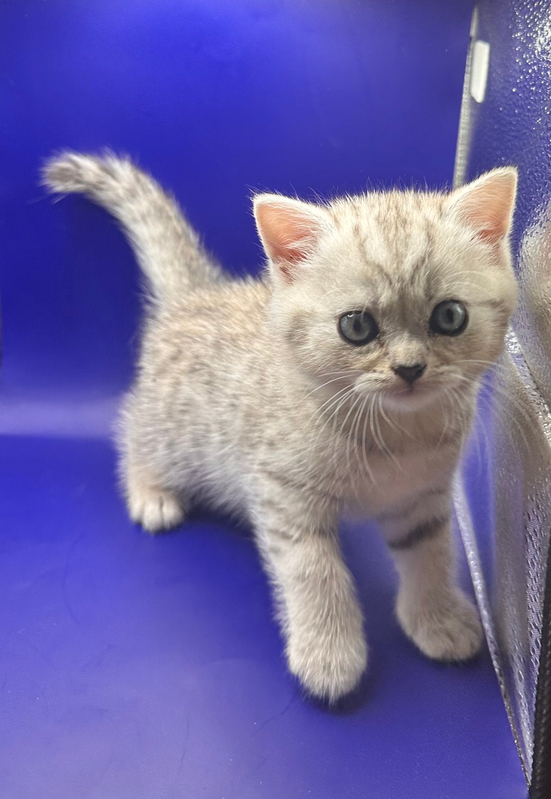 Prachtige Britse korthaar kittens beschikbaar met Stamboom, Met stamboom, 0 tot 2 jaar