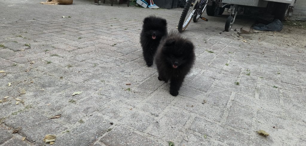 Pomeriaan, Dieren en Toebehoren, Honden | Chihuahua's en Gezelschapshonden, 8 tot 15 weken, Parvo, Eén hond, Nederland