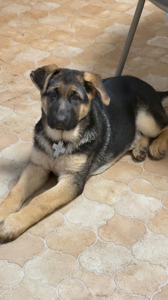 Pups, Parvo, België, Particulier, Reu