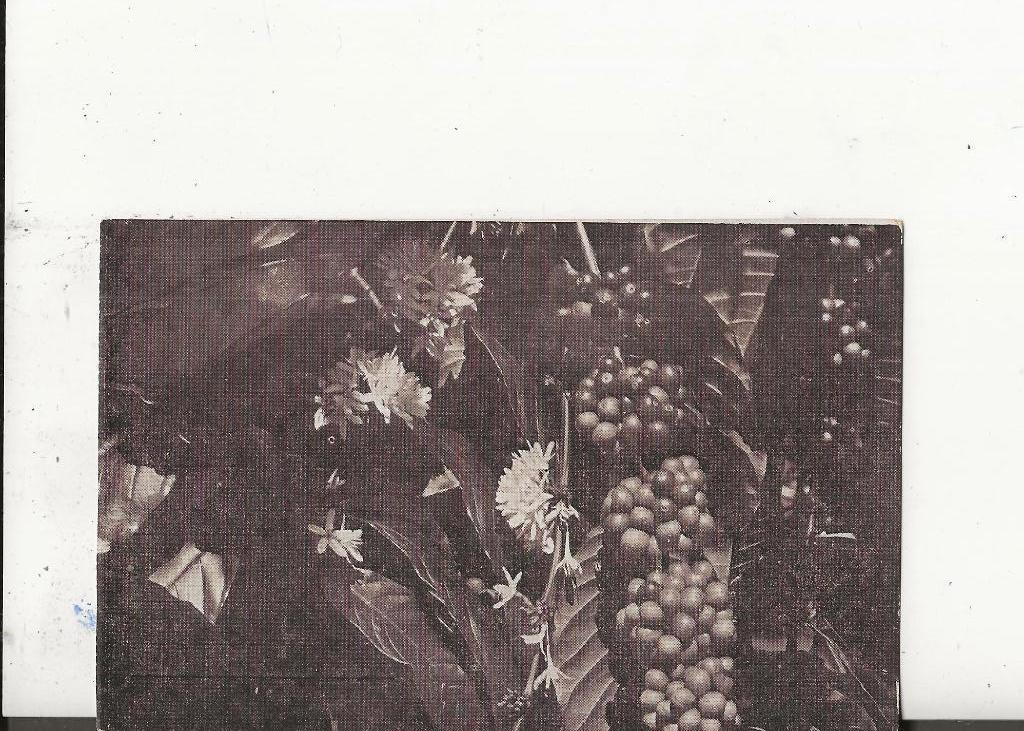 Sumatra Kon Ver Kol.Instituut Robusta Koffie, Verzamelen, Ophalen of Verzenden, 1940 tot 1960, Ongelopen, Buiten Europa
