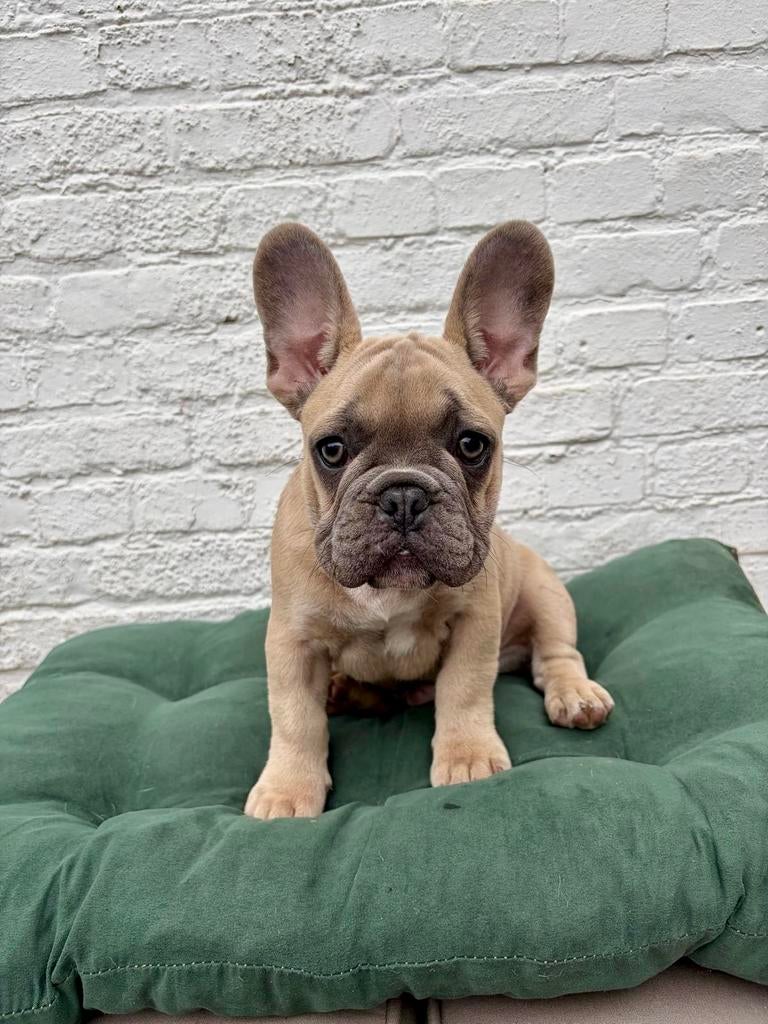 Franse Bulldog, Dieren en Toebehoren, Honden | Bulldogs, Pinschers en Molossers, België, Particulier, 8 tot 15 weken, Parvo