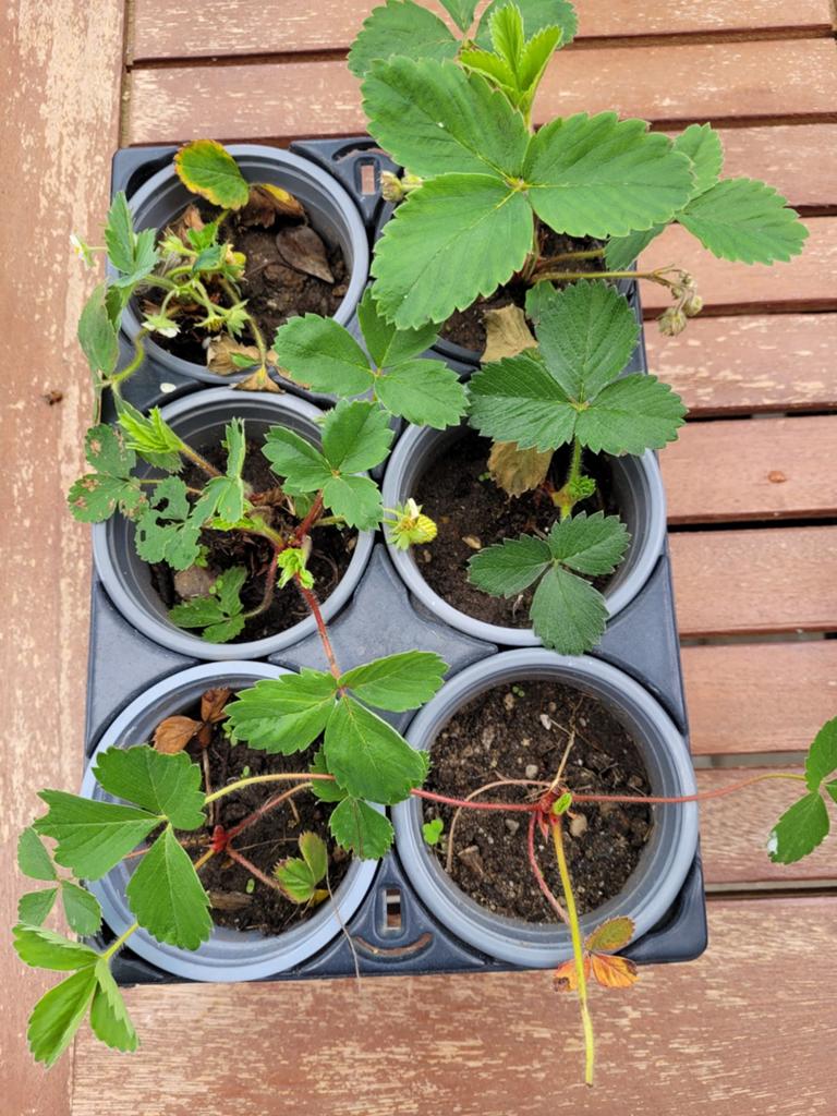 Aardbeienplantjes 6 stuks, Tuin en Terras, Ophalen, Minder dan 100 cm, Overige soorten