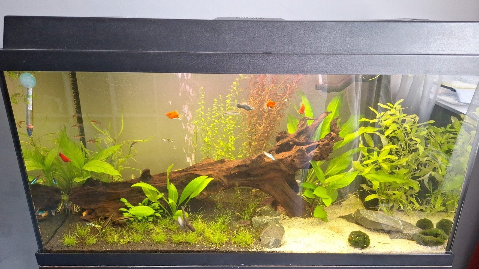 Compleet juwel aquarium, Dieren en Toebehoren, Ophalen, Gebruikt, Inclusief vissen, Gevuld zoetwateraquarium