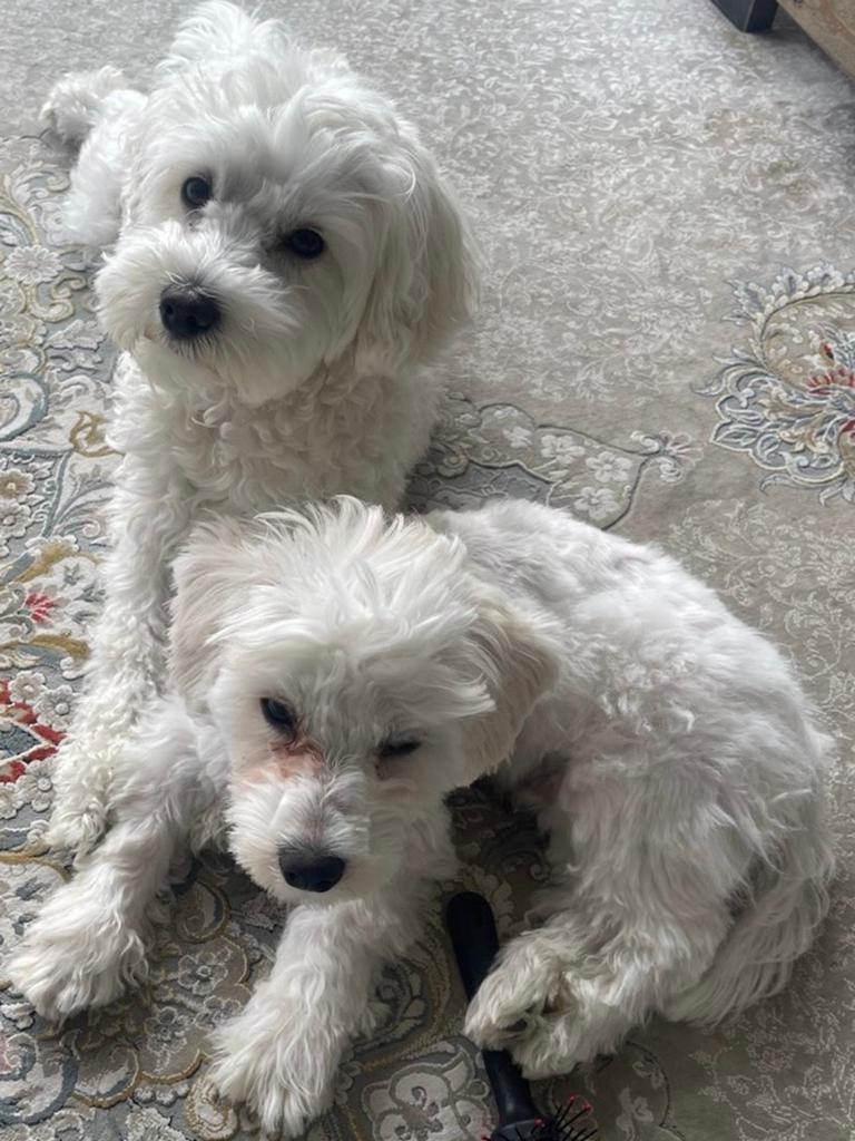 Honden Maltezer, Dieren en Toebehoren, Reu, CDV (hondenziekte), 1 tot 2 jaar, Meerdere