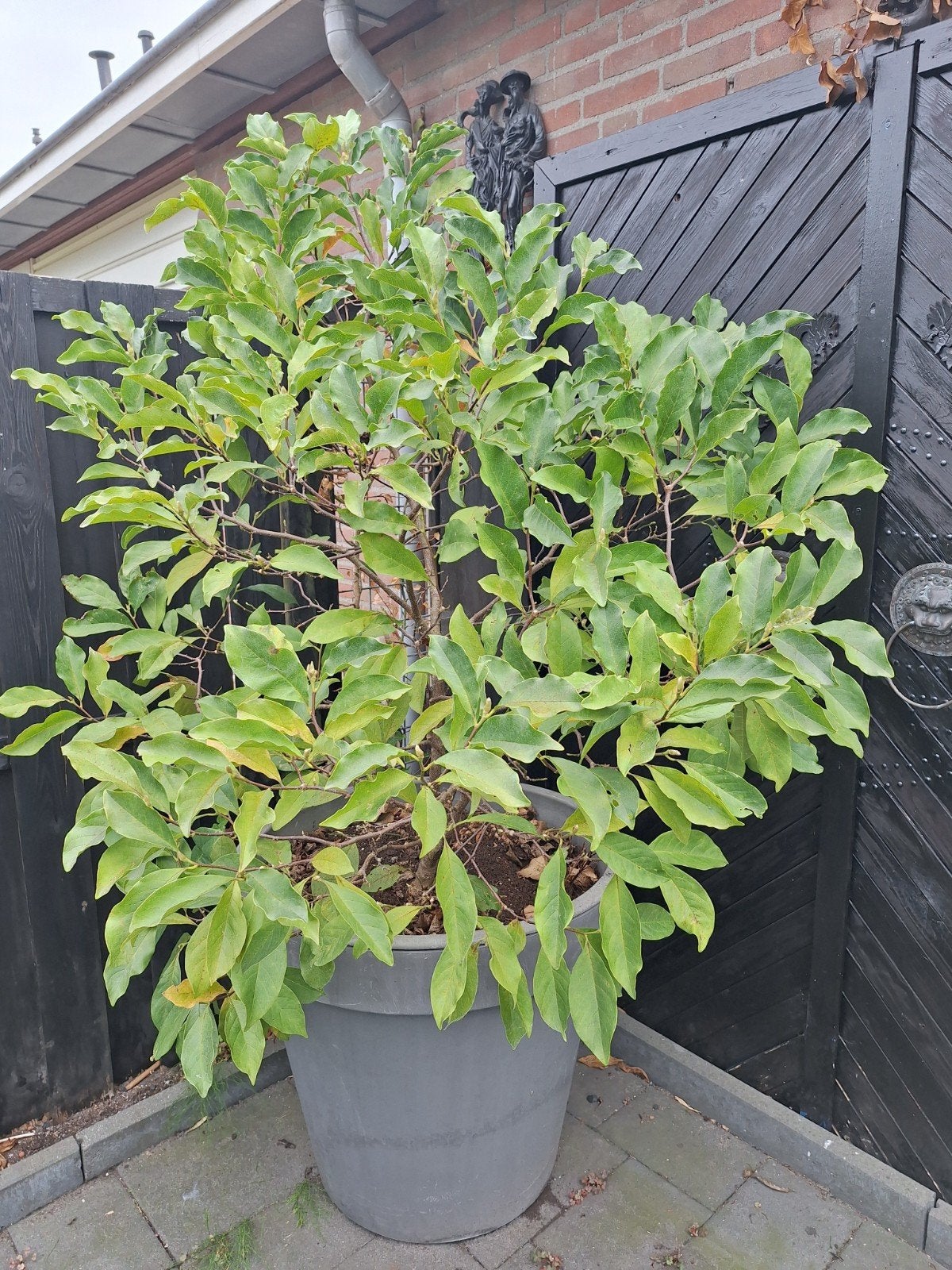 Prachtige Magnolia in pot - Ideaal voor elke tuin!, Tuin en Terras, Overige soorten, Volle zon, Vaste plant, Ophalen of Verzenden