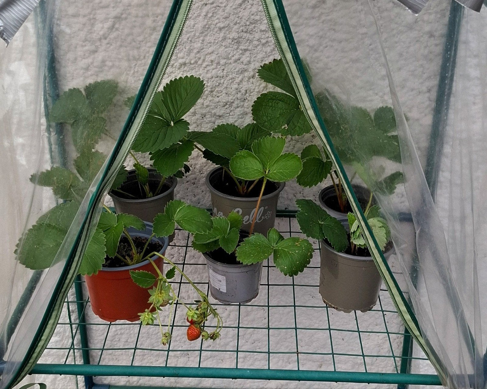 planten, Ophalen, Volle zon