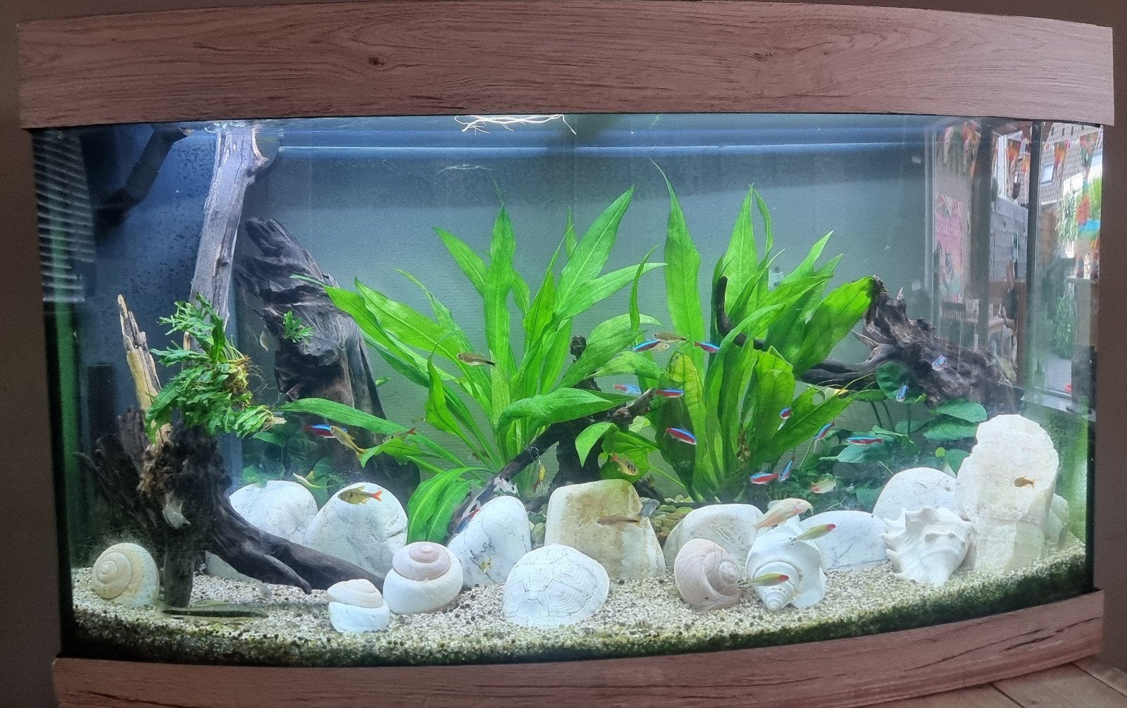 Juwel Vision aquarium Te Koop, Ophalen, Inclusief vissen, Juwel, Gevuld zoetwateraquarium