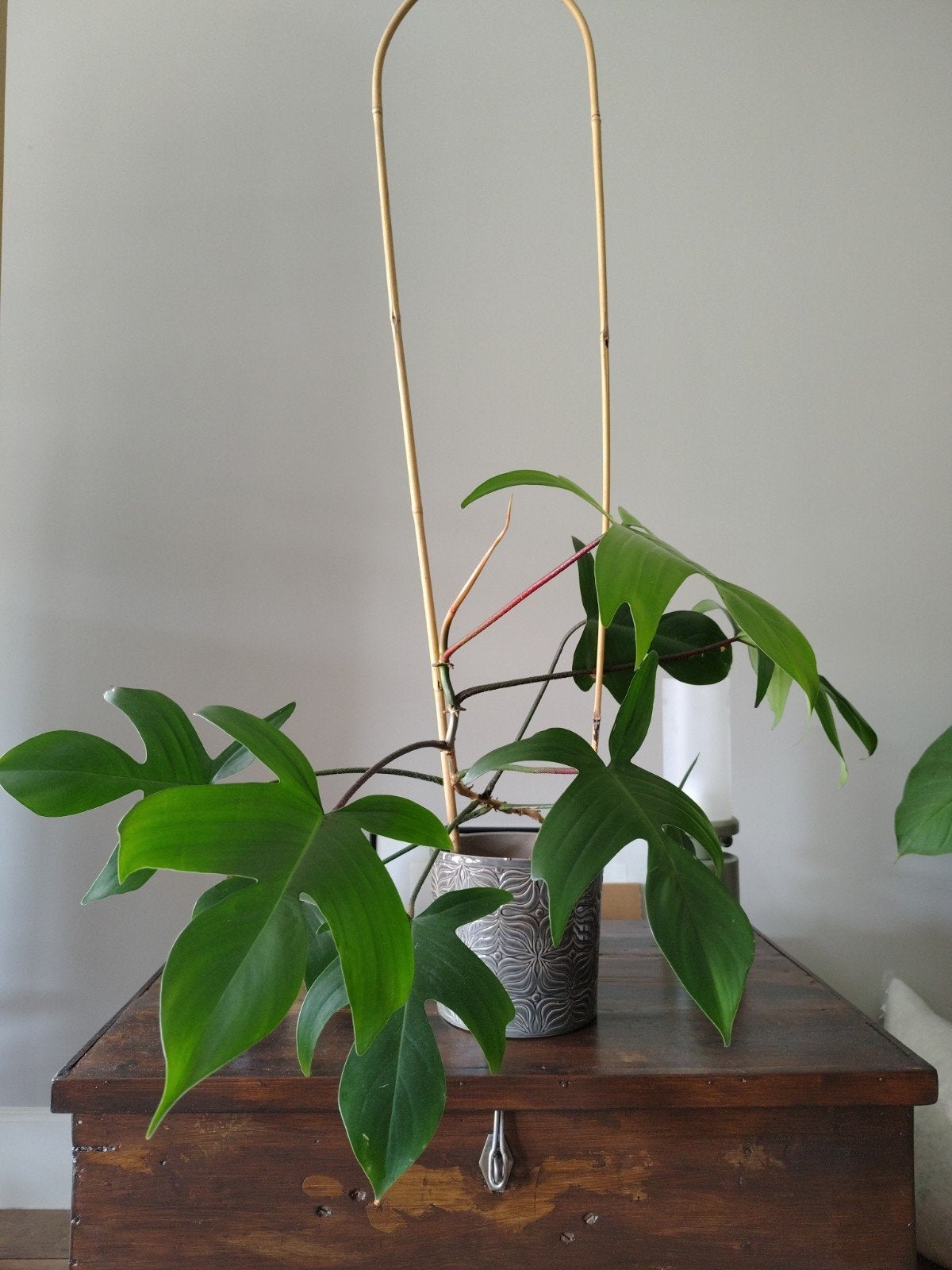 Philodendron Squamiferum, Overige soorten, Minder dan 100 cm, Groene kamerplant, Halfschaduw