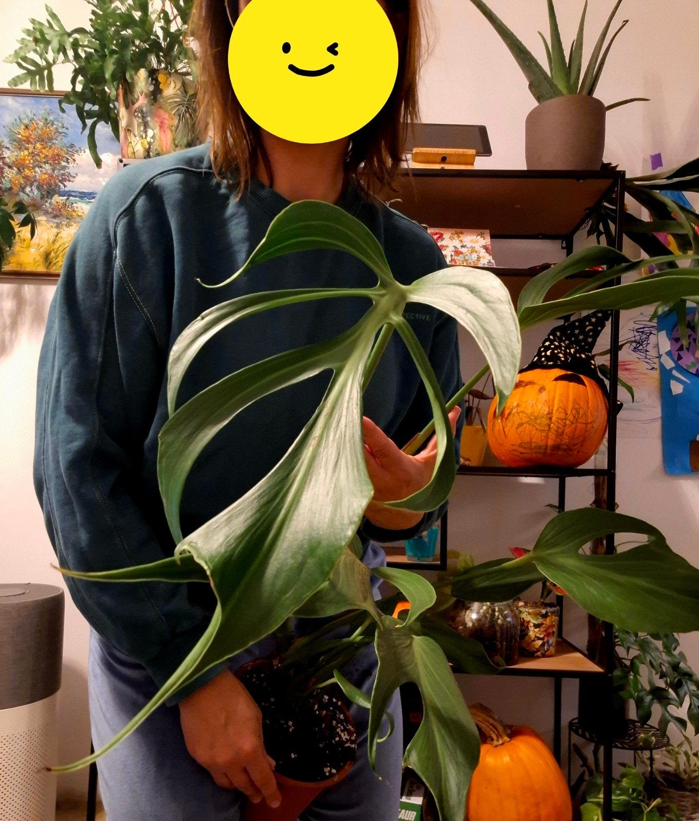 Monstera Burle Marx Flame - Moederplant, Overige soorten, Vaste plant, Ophalen of Verzenden, Bloeit niet