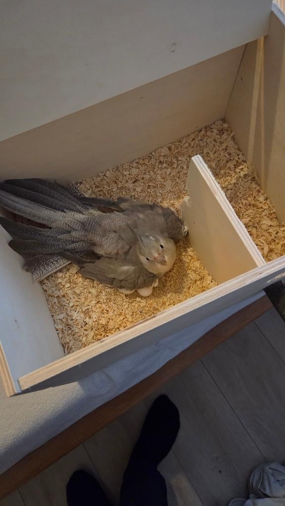 Koppeltje valkparkietjes, Dieren en Toebehoren, Vogels | Parkieten en Papegaaien, Meerdere dieren, Parkiet, Tam