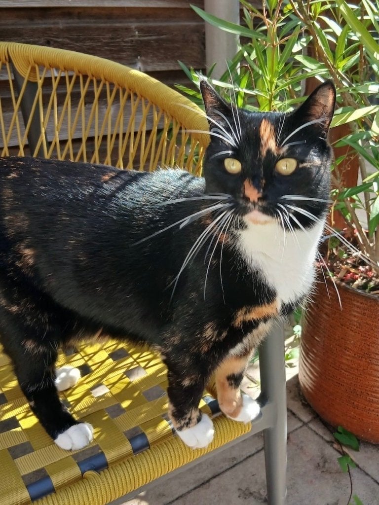 Poes Findus vermist in Molenbuurt, Delft!, Kat